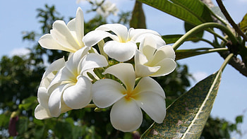 Flowers, Plant, Petals, Branch HD wallpaper