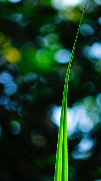 Plant, Macro, Sheet, Leaf HD phone wallpaper