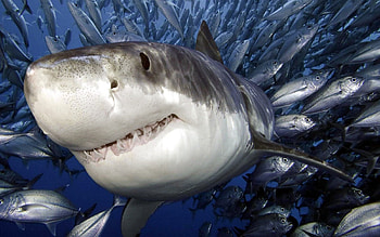 Shark, sea, white, wild HD wallpaper