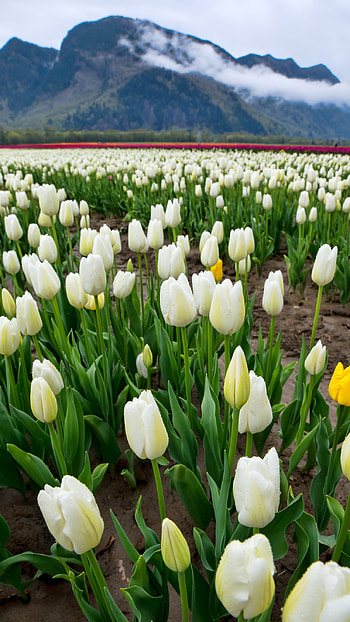 Tulip, White Tulip HD phone wallpaper