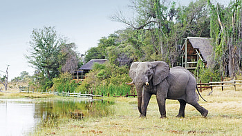Green season safari, Botswana's beauty, Wildlife wonders, Unforgettable memories HD wallpaper
