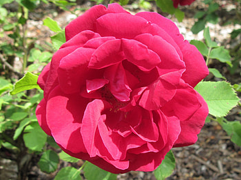 New display at the Pyramids 54, graphy, green, red, Flowers, garden, Rose HD wallpaper