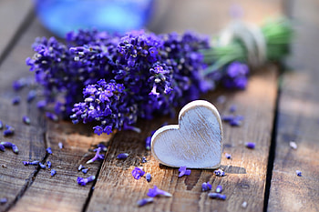 Lavender with , Flowers, Beautiful, Love, Lavender HD wallpaper