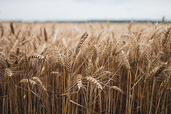 Nature, Grass, Plant, Field, Ears, Dry, Spikes HD wallpaper