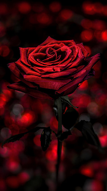 Red Rose, Red Love Rose HD phone wallpaper