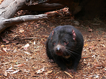 Unique wildlife sighting, Black Tasmanian Devil, Wild animal graphy HD wallpaper