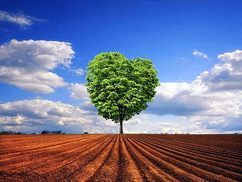 Lonely Tree, , fields, cool, lonely, tree HD wallpaper
