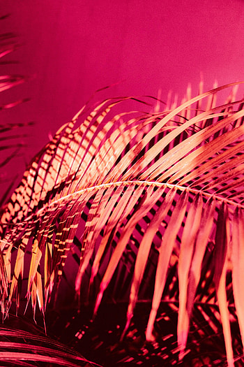 Pink, Plant, Miscellanea, Miscellaneous, Palm, Branch HD phone wallpaper