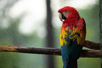 Red Blue And Yellow Macaw Bird , parrot, macaw, birds HD wallpaper