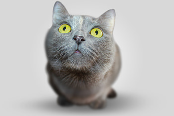 Animals, Cat, Muzzle, Sight, Opinion HD wallpaper