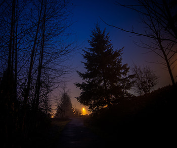 Trees, Sky, Night, Dark, Forest, Fog HD wallpaper