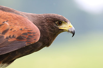 Hawk spirit, Red tailed hawk, Animal totem, Flashmart HD wallpaper