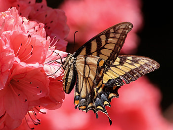 Flower, Macro, Petals, Butterfly HD wallpaper