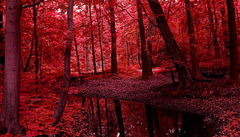 Dark Forest, Forest, Tree, Red, Black, River HD wallpaper