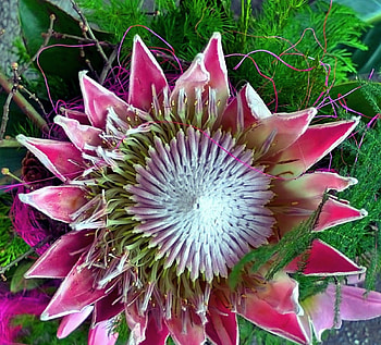 Outstanding flower, , color, new HD wallpaper