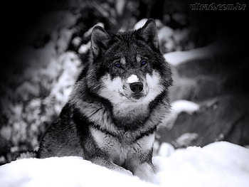 Wolf, animal, lobo HD wallpaper