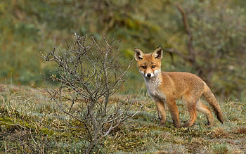 Animals, Grass, Fox, Wood, Tree, Stroll HD wallpaper