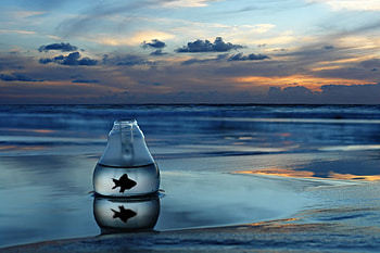 Sea, Shore, Bank, Miscellanea, Miscellaneous, Jar, Fish HD wallpaper