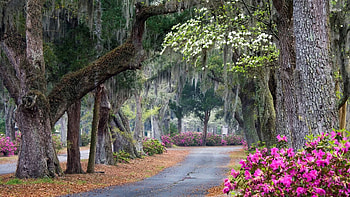Savannah, Georgia, , Backgrounds HD wallpaper