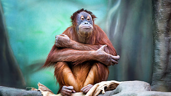 Orangutan, Sitting monkey, U TV , Vivid ry HD wallpaper