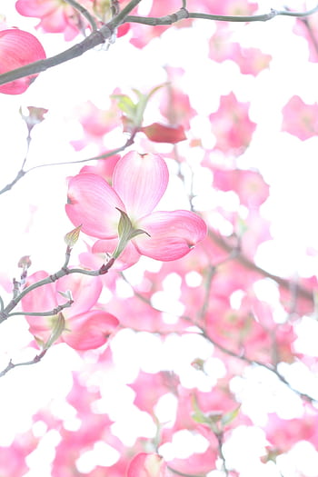 Vibrant pink dogwood blossoms with a soft focus against a bright background. HD phone wallpaper