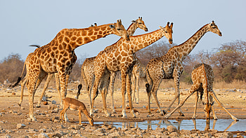 Artistic giraffe , Kde store wonder, Digital art, Graphic expertise HD wallpaper