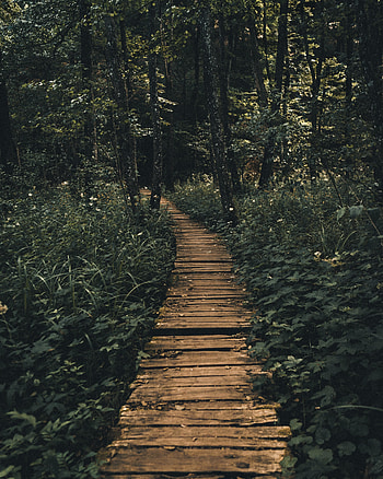 Path, trees, wooden pathway HD phone wallpaper