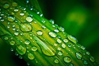 Close-up macro of fresh dew drops on a vibrant green leaf, capturing nature's elegance. HD wallpaper