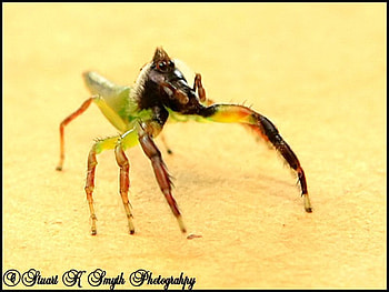 Spider Live, spider HD wallpaper