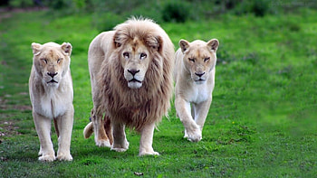 KING OF THE FOREST, HANDSOME, MAJESTIC, LIONS, THREE HD wallpaper