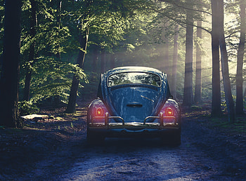 Cars, Forest, Fog, Car, Retro HD wallpaper