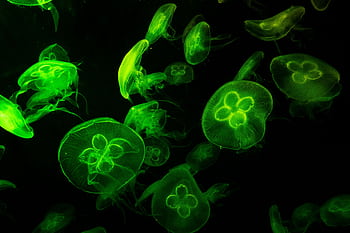 Glowing green jellyfish swim gracefully in a dark underwater setting, showcasing their delicate forms. HD wallpaper