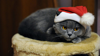 Yellow Eyes Grey Cat With Santa Claus Cap Is Sitting On Soft Fur Cloth In Blur Background Cat HD wallpaper