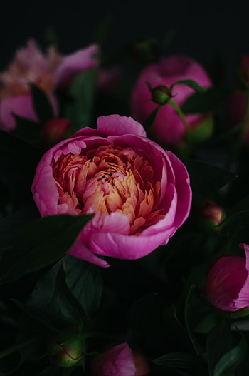 Flowers, Pink, Flower, Close-Up, Bloom, Flowering, Peony, Pion HD phone wallpaper