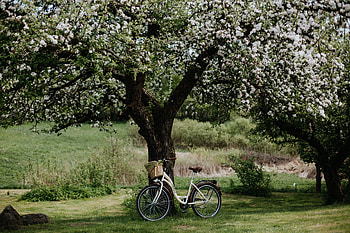 Flowers, Miscellanea, Miscellaneous, Wood, Tree, Bloom, Flowering, Bicycle, Apple Tree HD wallpaper