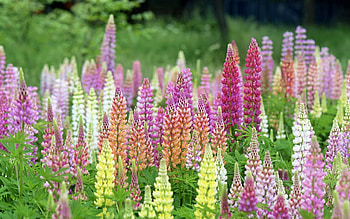 Lupines, meadow, pink, flowers HD wallpaper