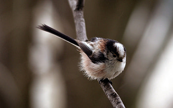 Animals, Bird, Branch, Fat, Thick HD wallpaper