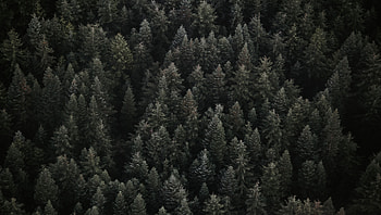 Nature, Trees, View From Above, Forest HD wallpaper