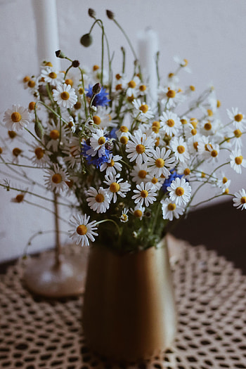 Flowers, Camomile, Vase, Chamomile, Wildflowers HD phone wallpaper