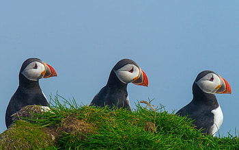 Puffins, grass, birds, animals HD wallpaper