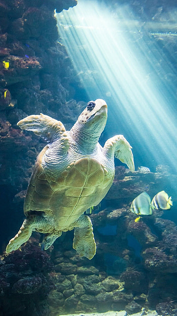 Turtle, Ocean Animal Turtle HD phone wallpaper