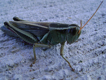 Little insect, antenna, grey, dark, tiny HD wallpaper