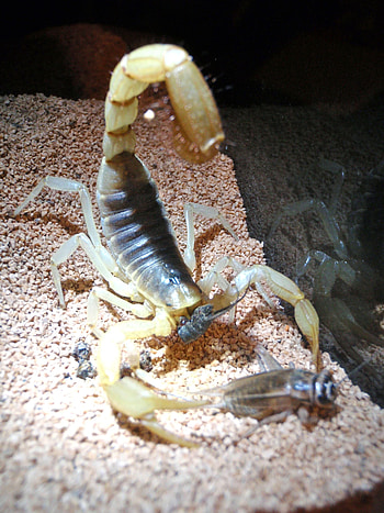 The giant hairy, Scorpions HD phone wallpaper