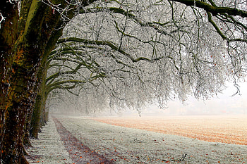 Trees-on-Winter-Field, Field, Winter, nature, Trees HD wallpaper