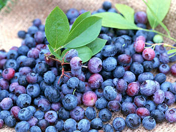 Food, Bilberries, Berries, Lot, Ripe HD wallpaper