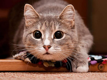 Animals, Cats HD wallpaper