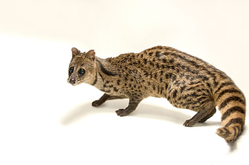 Small Indian civet, Assam State Zoo HD wallpaper