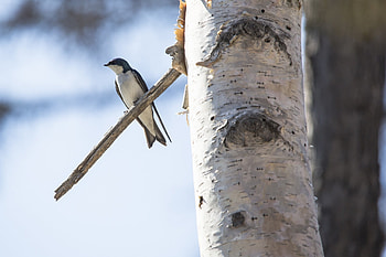 Swallow, Serene bird species, , Nature's tranquility HD wallpaper