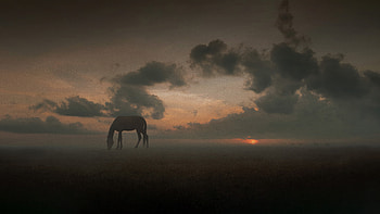 Whispers Of The Wild A Horse S Moment Of Peace In The Meadow, horse, animals, behance HD wallpaper