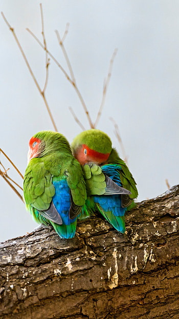 Love Birds, Couple, Parrots, Birds HD phone wallpaper